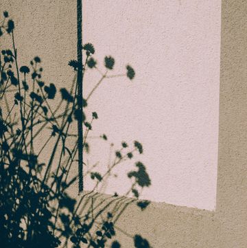 ombra fiori muro