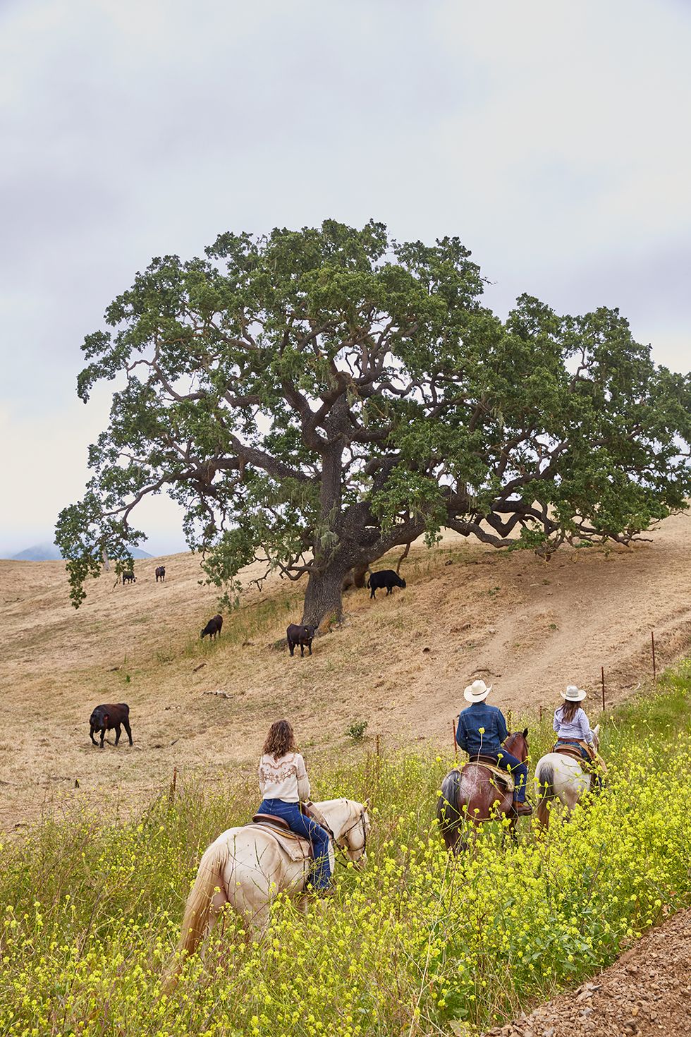 three people riding horses on a dessert field at alisal ranch in solvang california