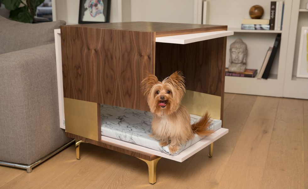 HGTV Alison Victoria Builds Luxury Dog Treats for ASPCA