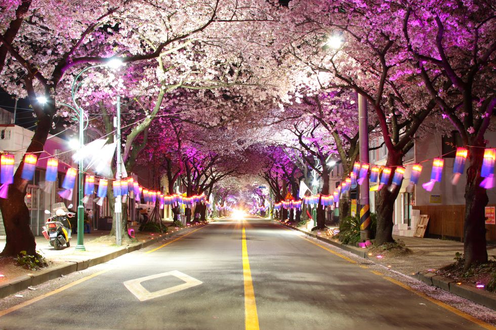 2023韓國櫻花季賞櫻景點推薦！首爾南山公園粉白櫻花海、濟州島超浪漫花雨美不勝收