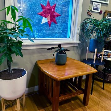 from left to right a large money tree plant, a small rattlesnake calathea plant, and a medium ponytail palm from easyplant arrayed by a window