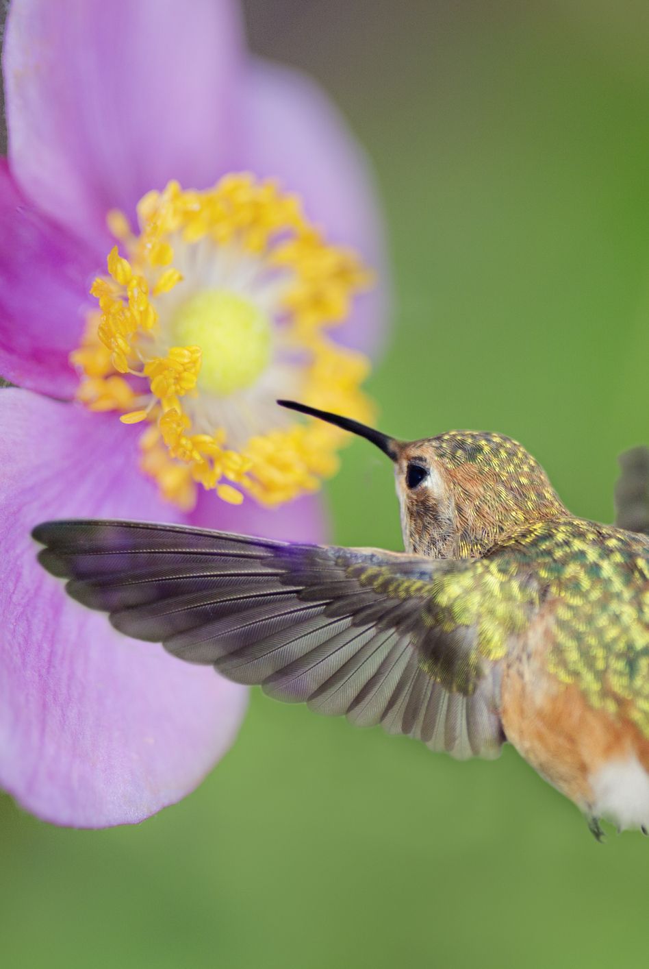 allen's hummingbird at anemone flower