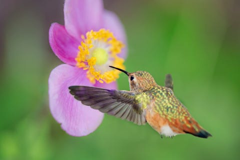 allen's hummingbird at anemone flower