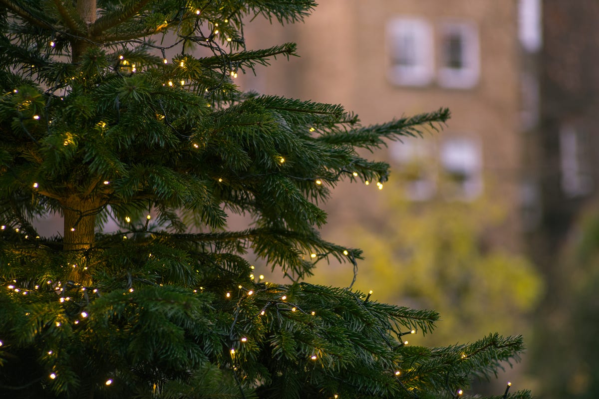 9 Signs You Could Be Allergic To Your Christmas Tree