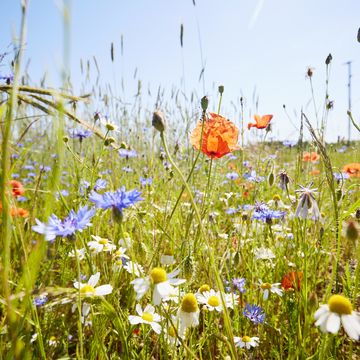 how to allergy proof your home to make hay fever season a little more bearable