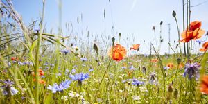 how to allergy proof your home to make hay fever season a little more bearable