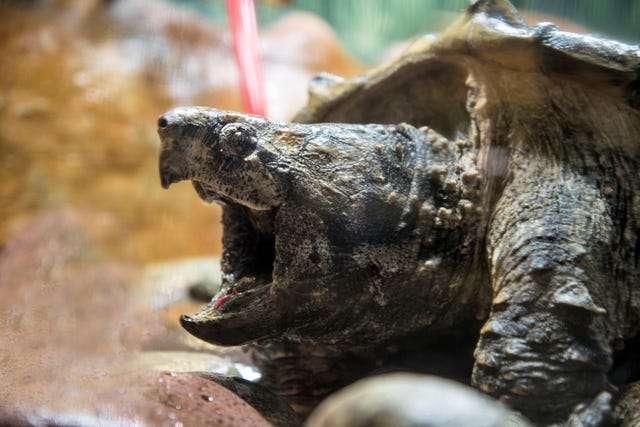 65-Pound Alligator Snapping Turtle Found in Virginia Neighborhood