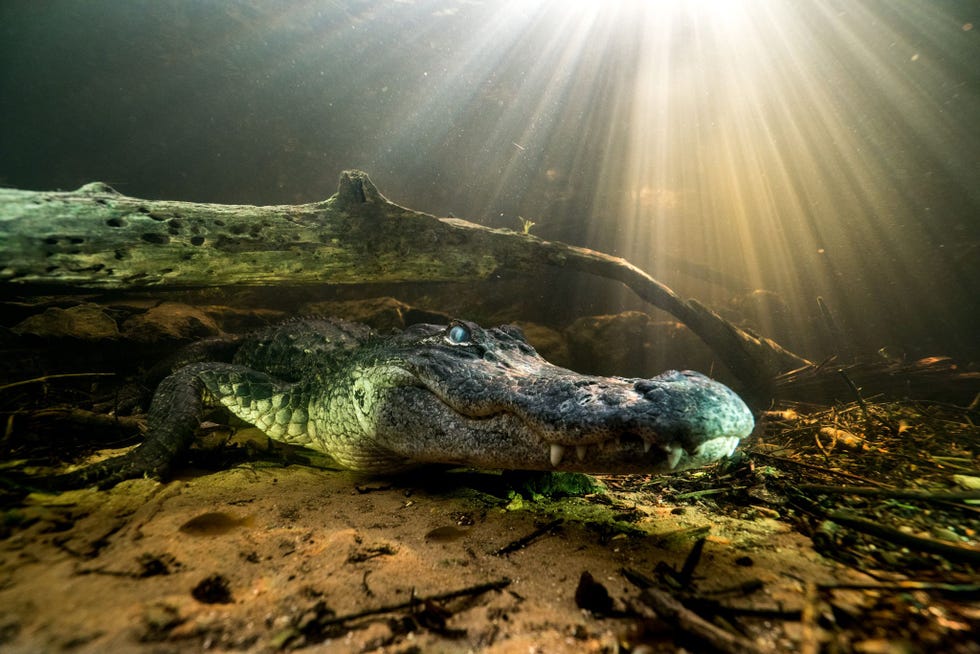 De Mississippialligator Alligator mississippiensis is een nog levende archosaurir die afstamt van de vroegste reptielen