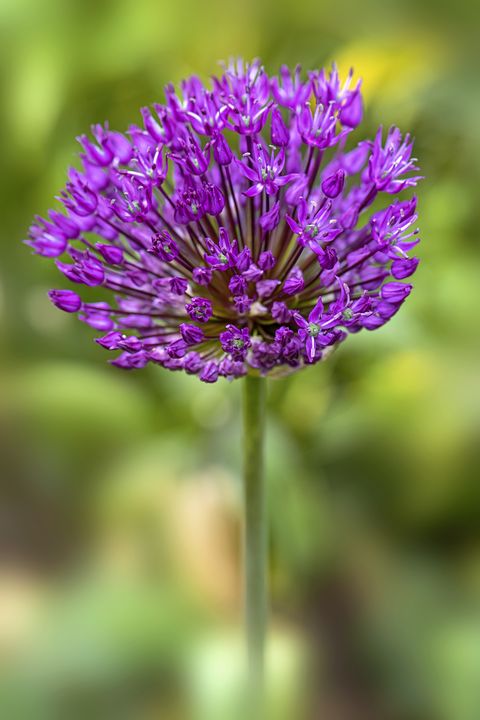 close up of allium flowers to plant in fall