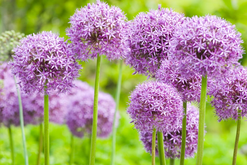 Best Bulbs To Plant In The Fall - When To Plant Flower Bulbs