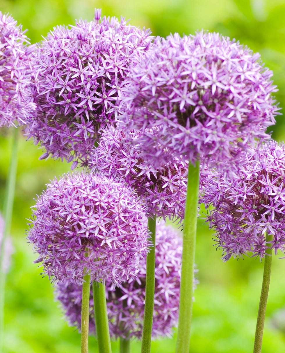 bulbs to plant in fall alliums bulbs to plant in fall alliums