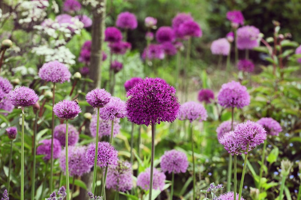 Allium grows outside