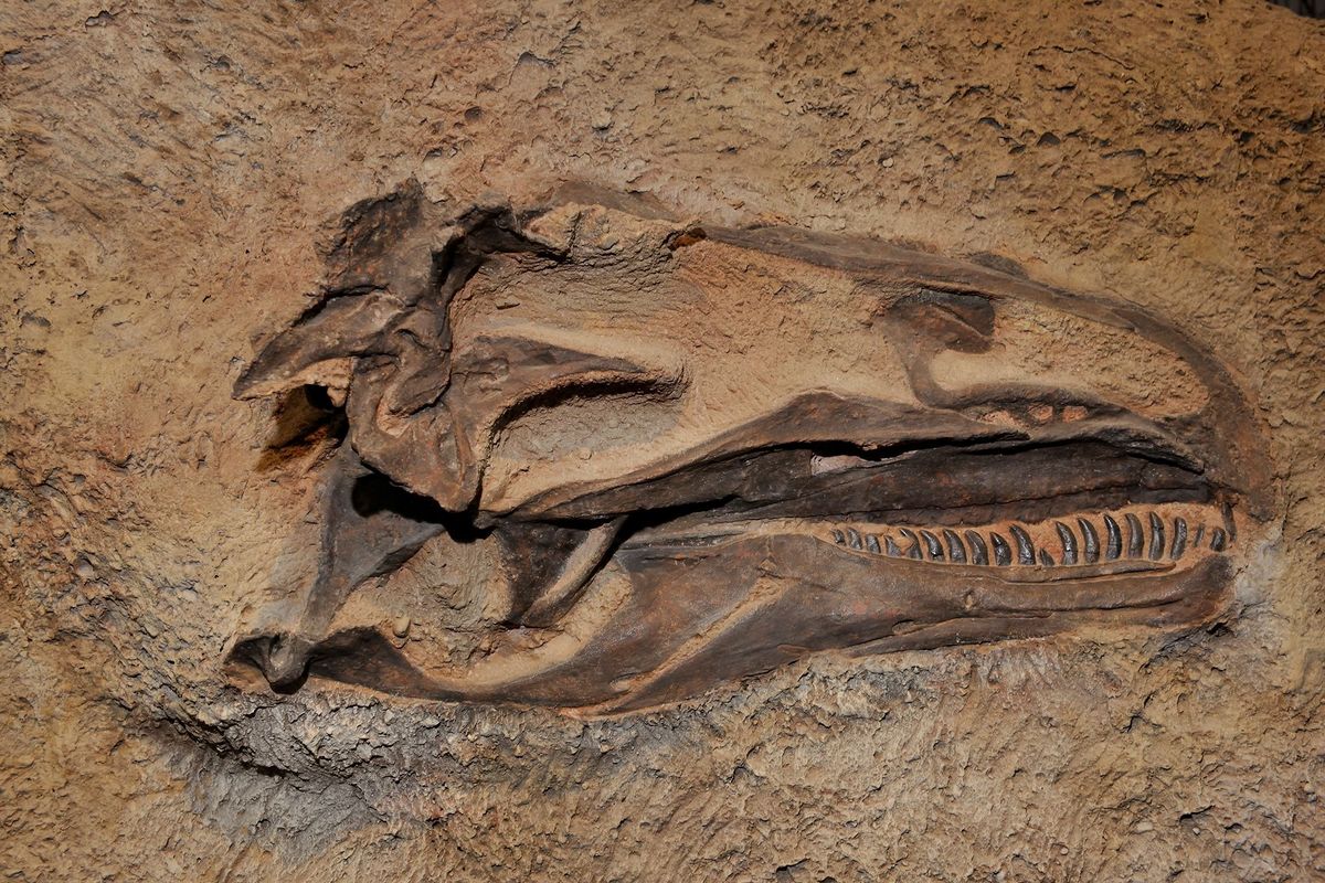 Deze Allosaurusschedel uit het Juratijdperk werd ontdekt op de vindplaats Dinosaur National Monument in UtahUit fossielen van Allosaurussen die bijtsporen vertonen blijkt dat deze dinosaurirs zich soms ook voedden met karkassen van soortgenoten