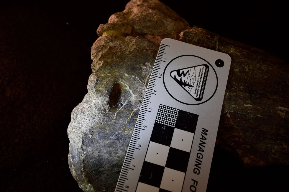 Uit dit gat in het gefossiliseerde scheenbeen van een Allosaurusmaken onderzoekers op dat deze dinosaurirs de resten van dode soortgenoten als aas verorberden