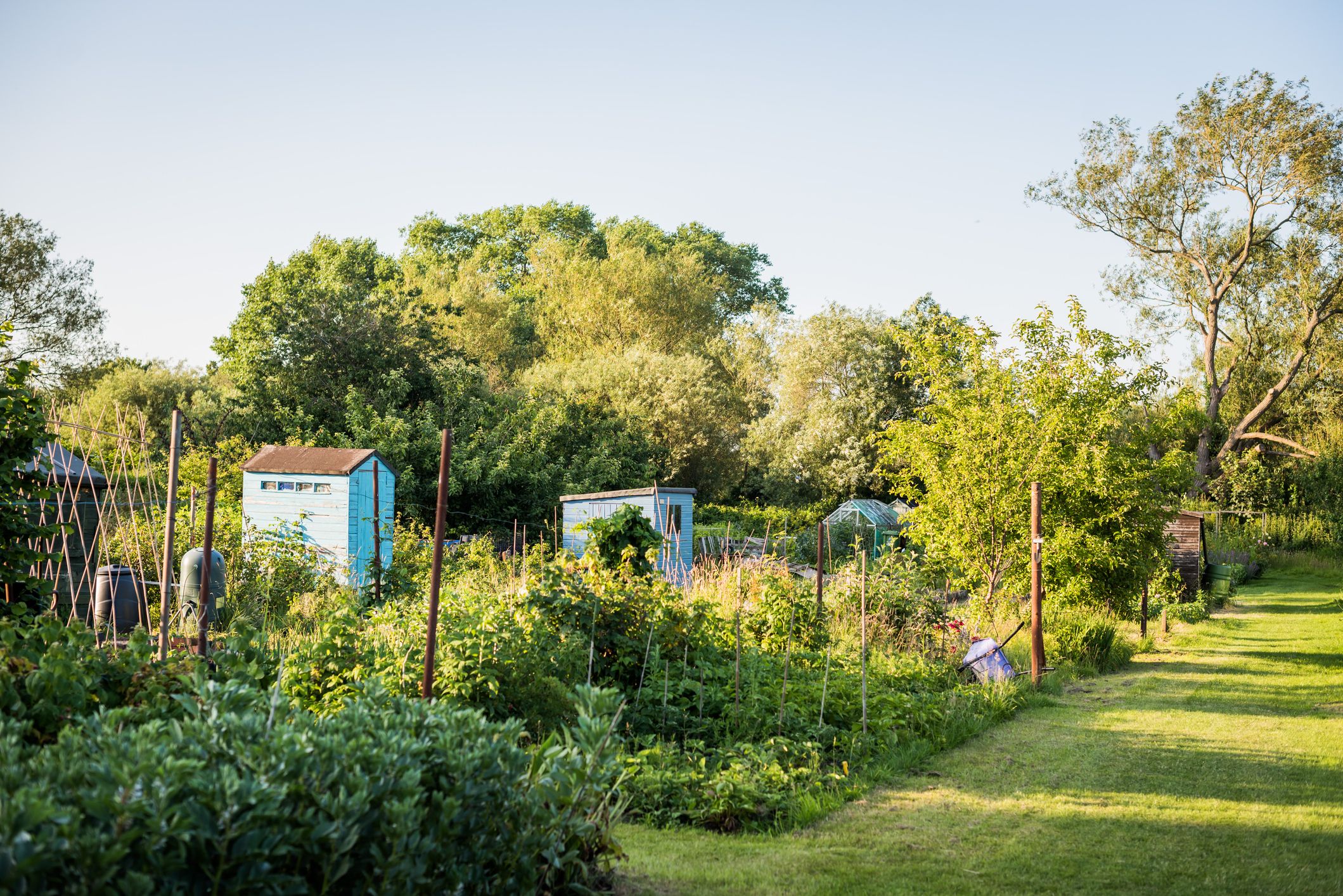 spy camera for allotments