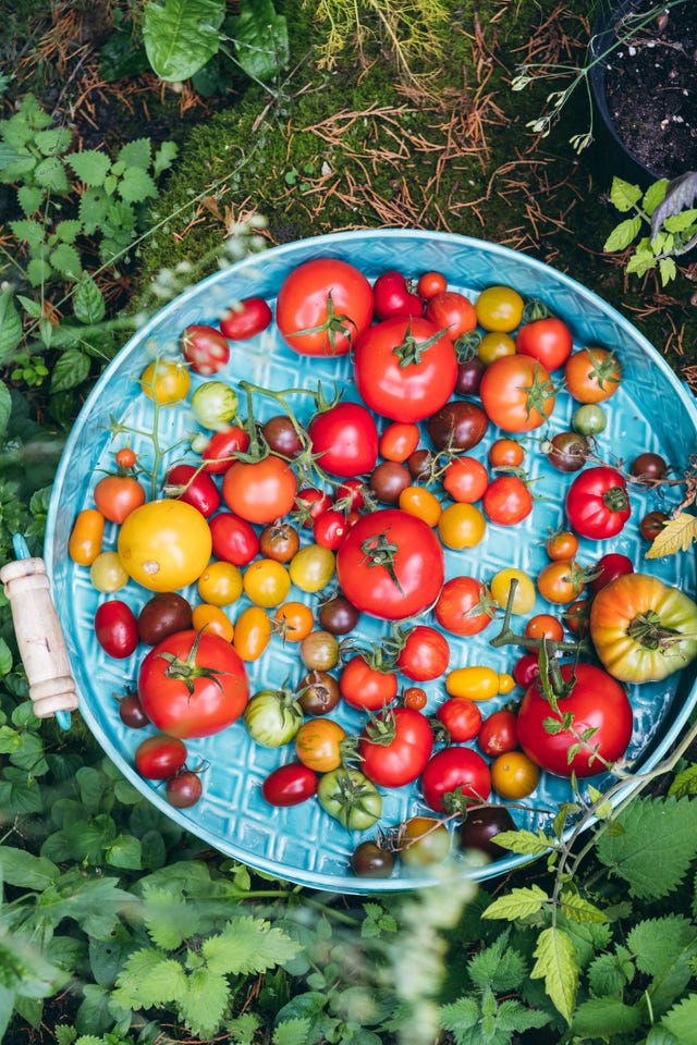 Allotments: Growing Fruit & Veg Is Only Part Of The Attraction