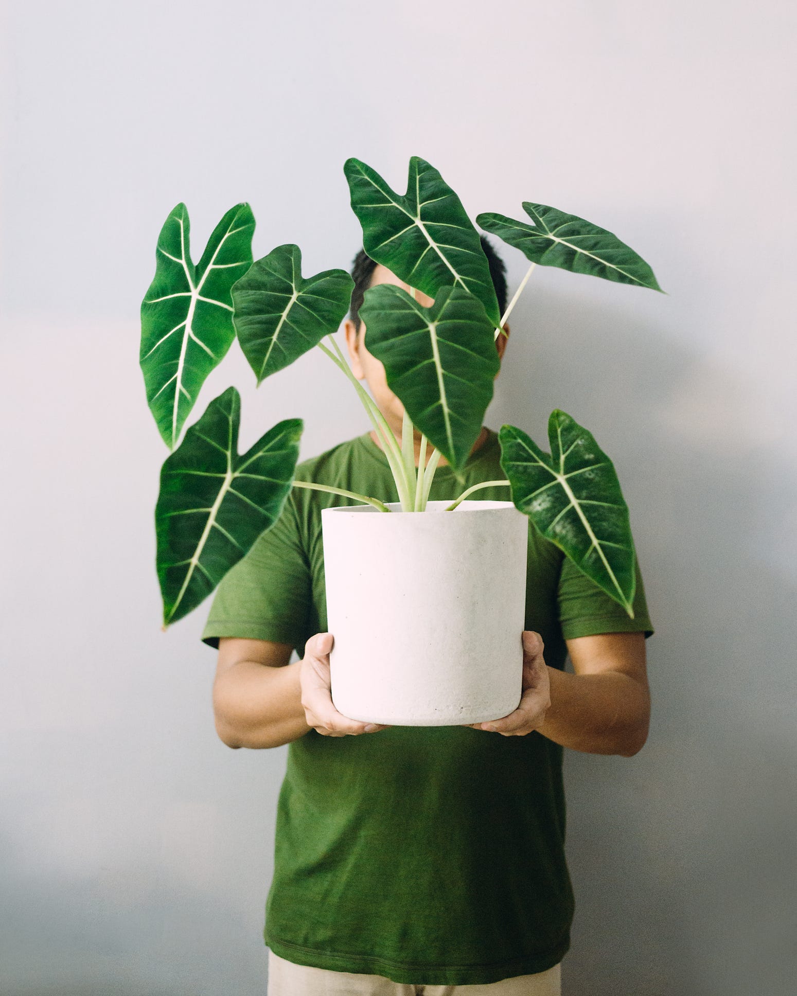 alocasia