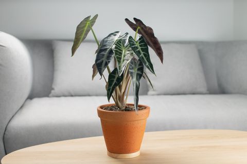 best indoor plants for health potted elephant ear tree