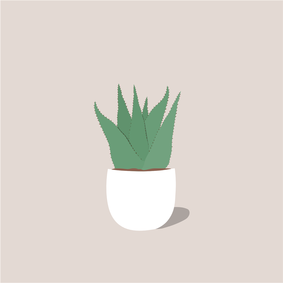 Flowerpot, Plant, Grass, Botany, Grass family, Houseplant, Aloe, Illustration, Agave, Logo, 