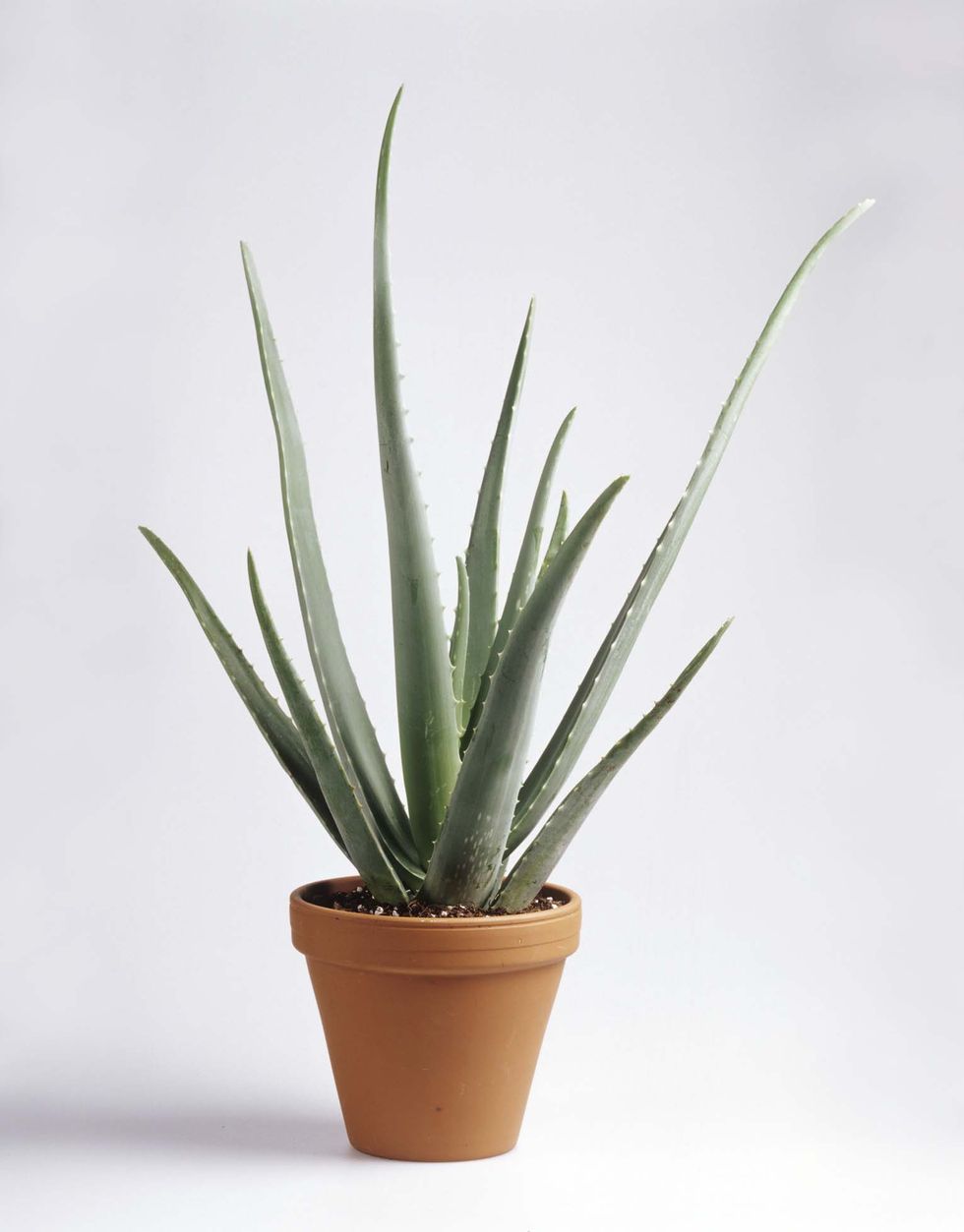 Flowerpot, Plant, Houseplant, Flower, Terrestrial plant, Agave, Aloe, Agave azul, Succulent plant, Flowering plant, 