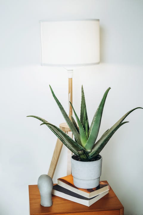 aloe vera and gray bust on nightstand near floor lamp