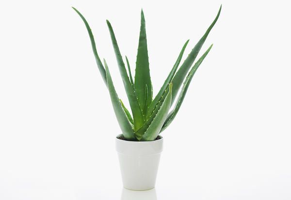 Flowerpot, Houseplant, White, Plant, Flower, Aloe, Leaf, Terrestrial plant, Yucca, Agave, 