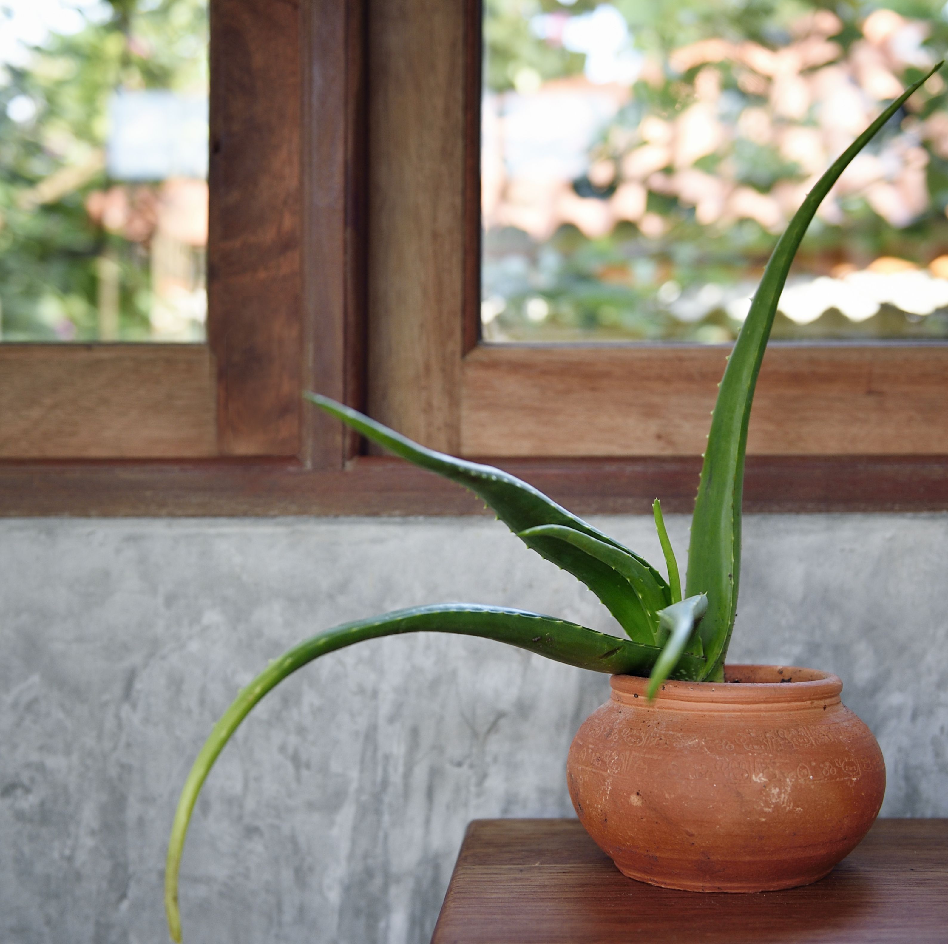 aloe vera on a wooden table