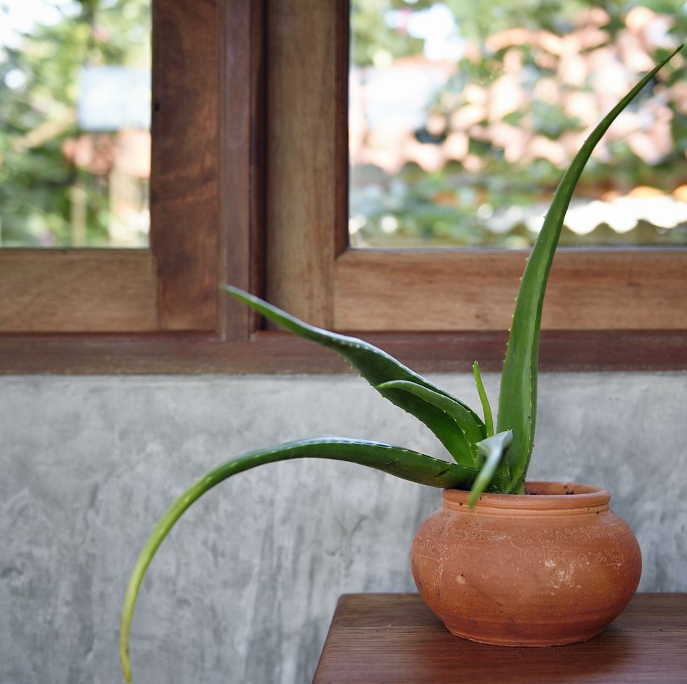 aloe vera on a wooden table