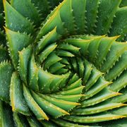 a close up of a green, spiky aloe vera plant