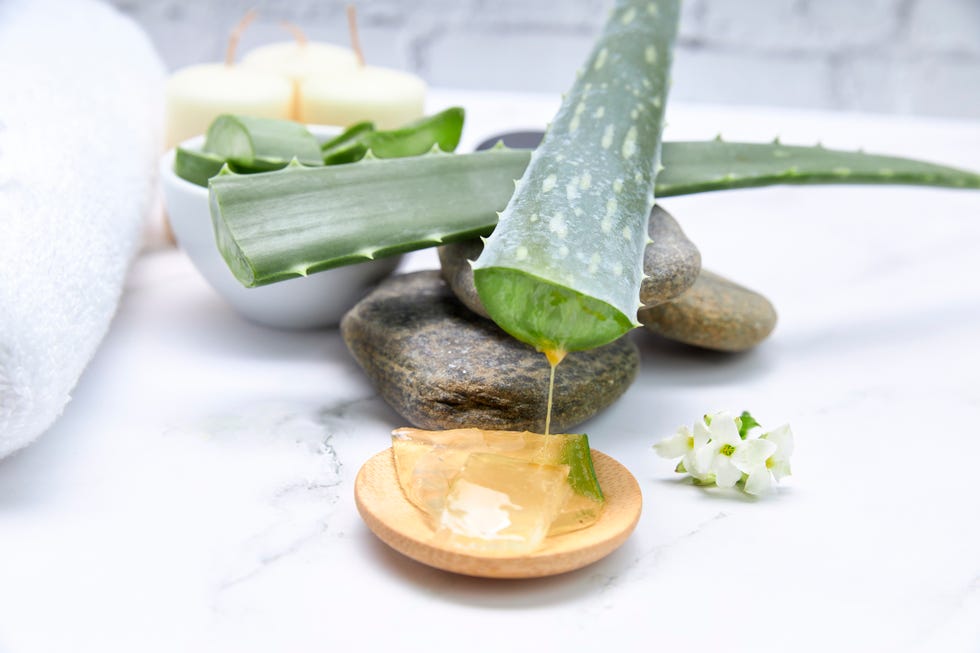 How to Grow and Care for Aloe Vera Indoors and Outside