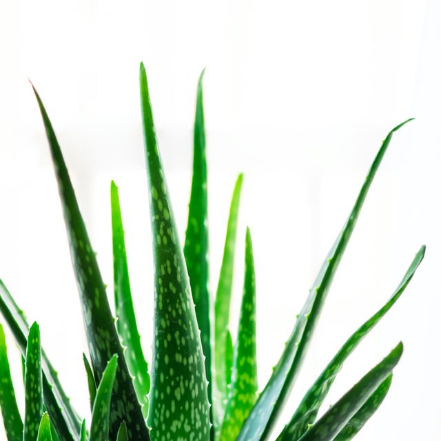 Aloe Vera: Your Hair's Favorite Plant (and the Plant of