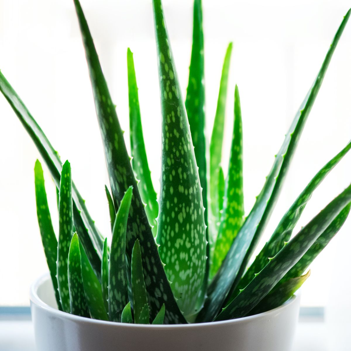 Aloe Vera Plant - An Easy Guide To Aloe Vera Plant Care