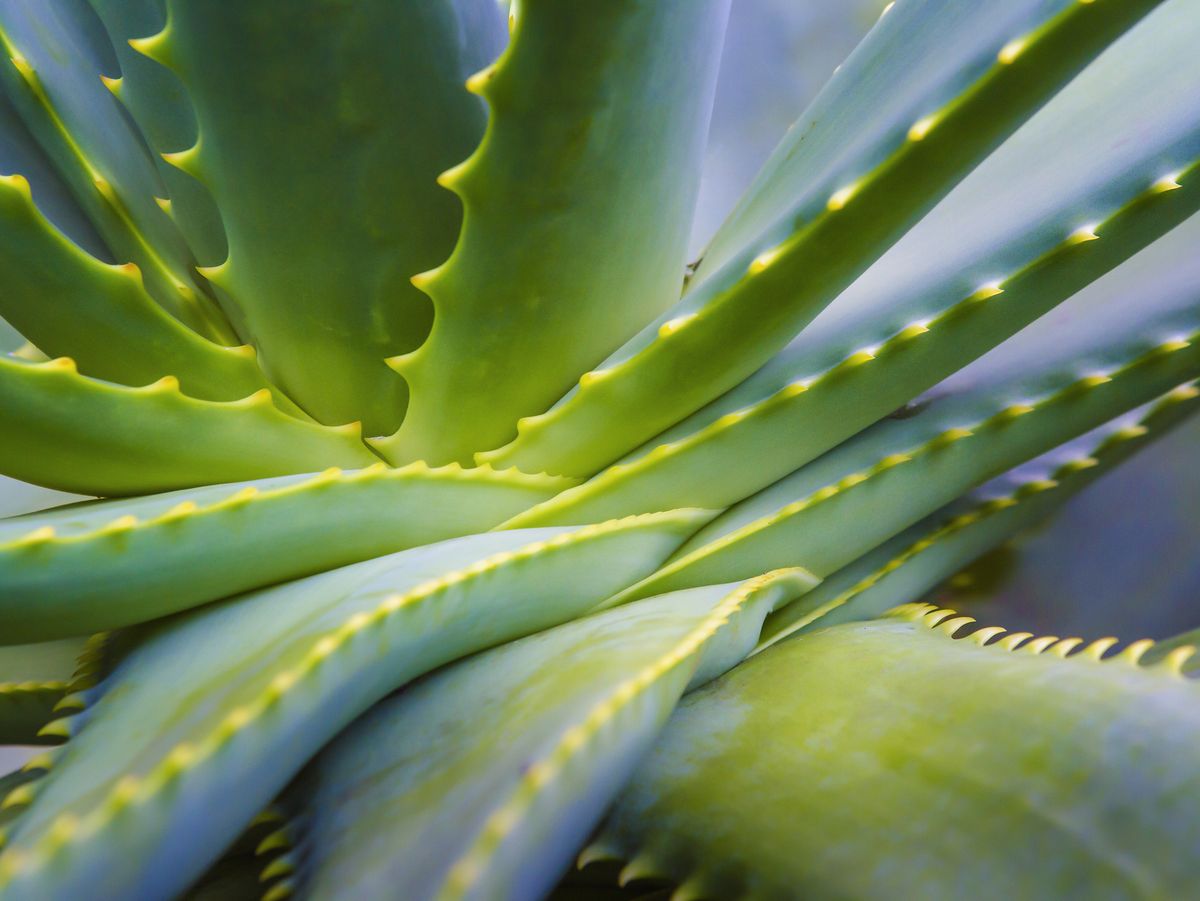 Benefits, Uses, and Safety of Aloe Vera