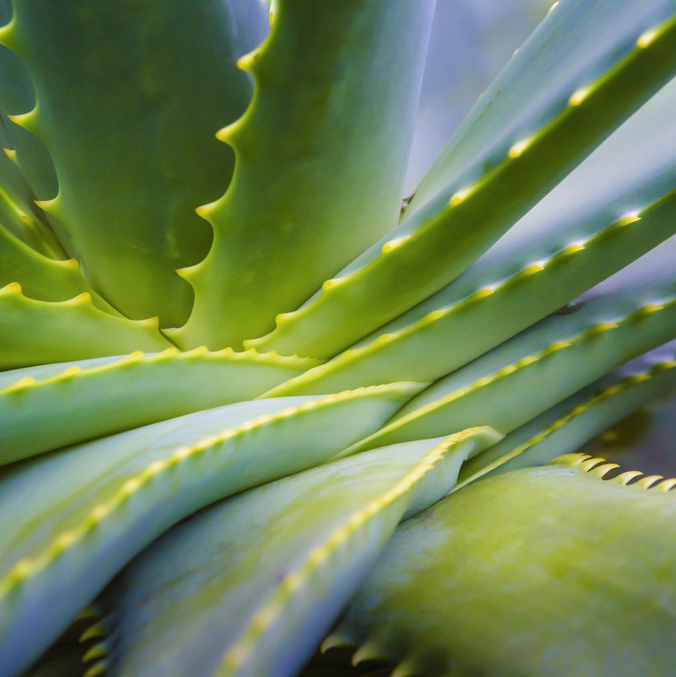Aloe Vera Plant Close Up
