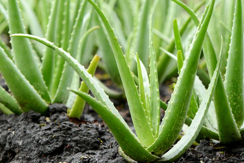 Aloe Vera Plant growth in farm