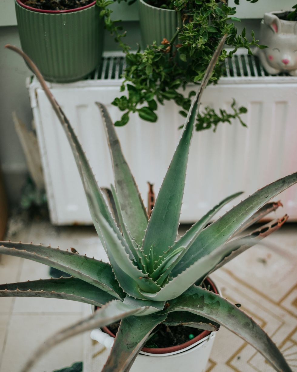 aloe vera plant in a terra cotta pot