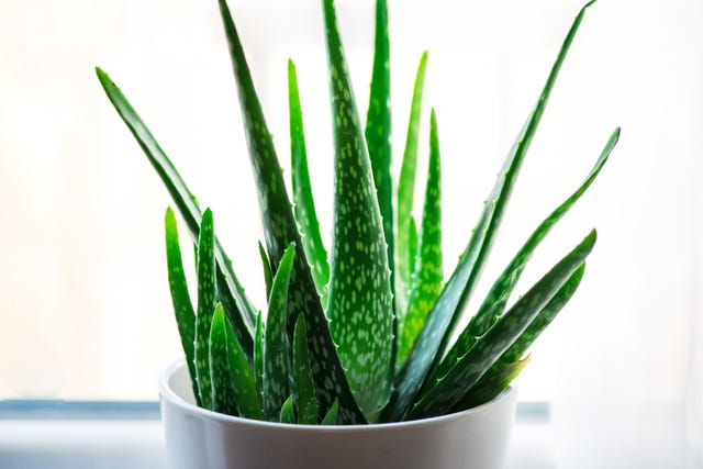 how to grow aloe vera indoors, aloe vera plant in a white pot near a window