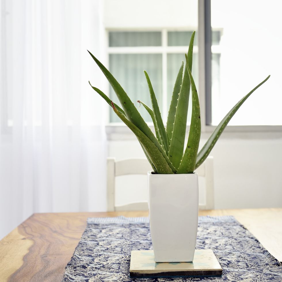 Aloe vera plant on a beautiful wooden table