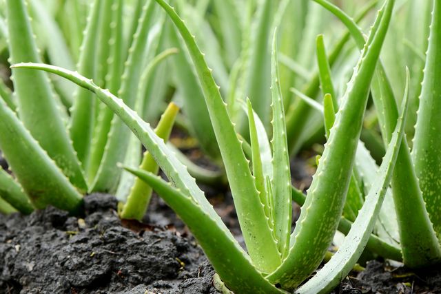 how to grow aloe vera outdoors, green aloe veras planted outdoors in soil
