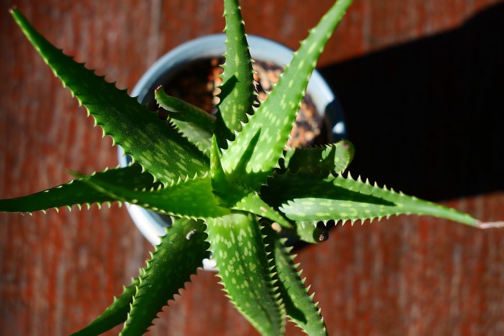 aloe vera plants for nature background.