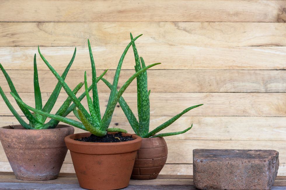 aloe vera pot plants, flowerpot, on wooden table, natural skin therapy concept, copy space