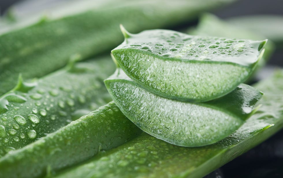aloe vera