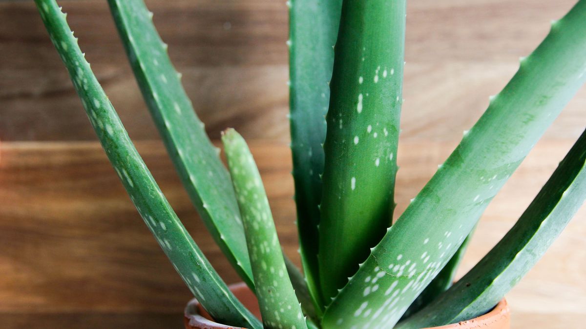 preview for Here's How to Keep Your Aloe Plant Alive and Well