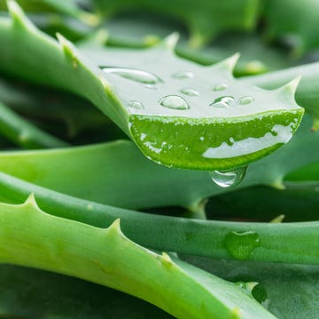 aloe or aloe vera fresh leaves and slices on white background