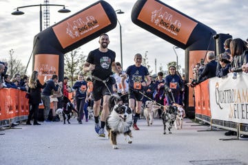 foto lapresse marco alpozzi05 aprile 2019 milano, italia sportrunningmilano running festival mrf day 2nella foto dog runphoto lapresse marco alpozziapril 05, 2019 milan, italysportrunningmilano running festival mrf day 2in the pic dog run