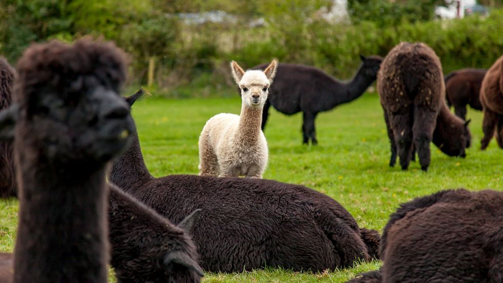 Hushabye Farm alpaca farm where you can stay