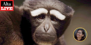 alta live the gibbons of santa clarita