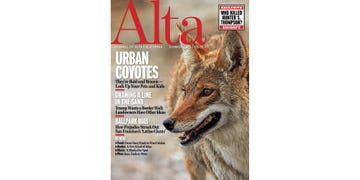 alta cover, summer 2018, issue 3, urban coyotes