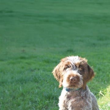 alta journal poem two, dog