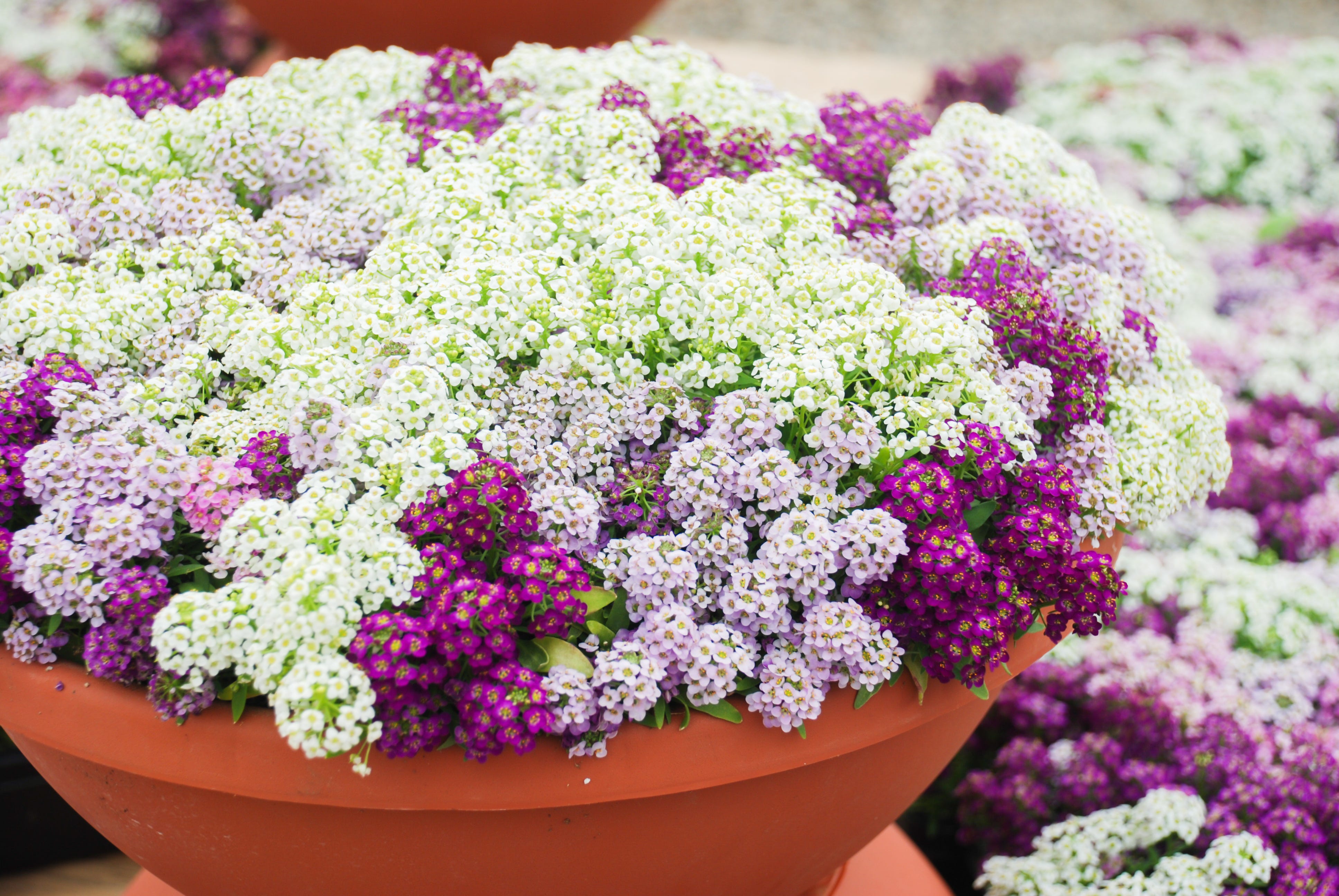 aliso el alyssum o canastillo de plata